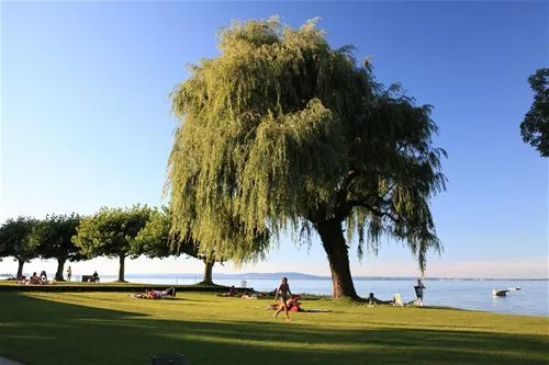 campingplatz-buchhorn-arbon-owbf3