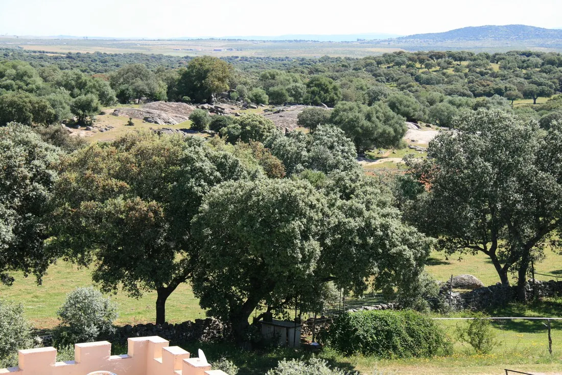 camping-las-grullas-benquerencia-sukmt