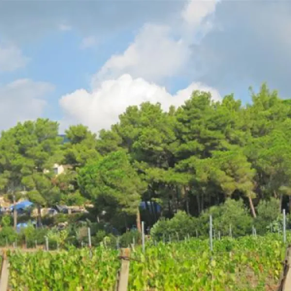 camping-orti-di-mare-capoliveri-lacona-li-1w0gb