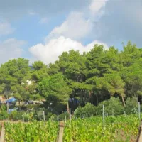 camping-orti-di-mare-capoliveri-lacona-li-1w0gb