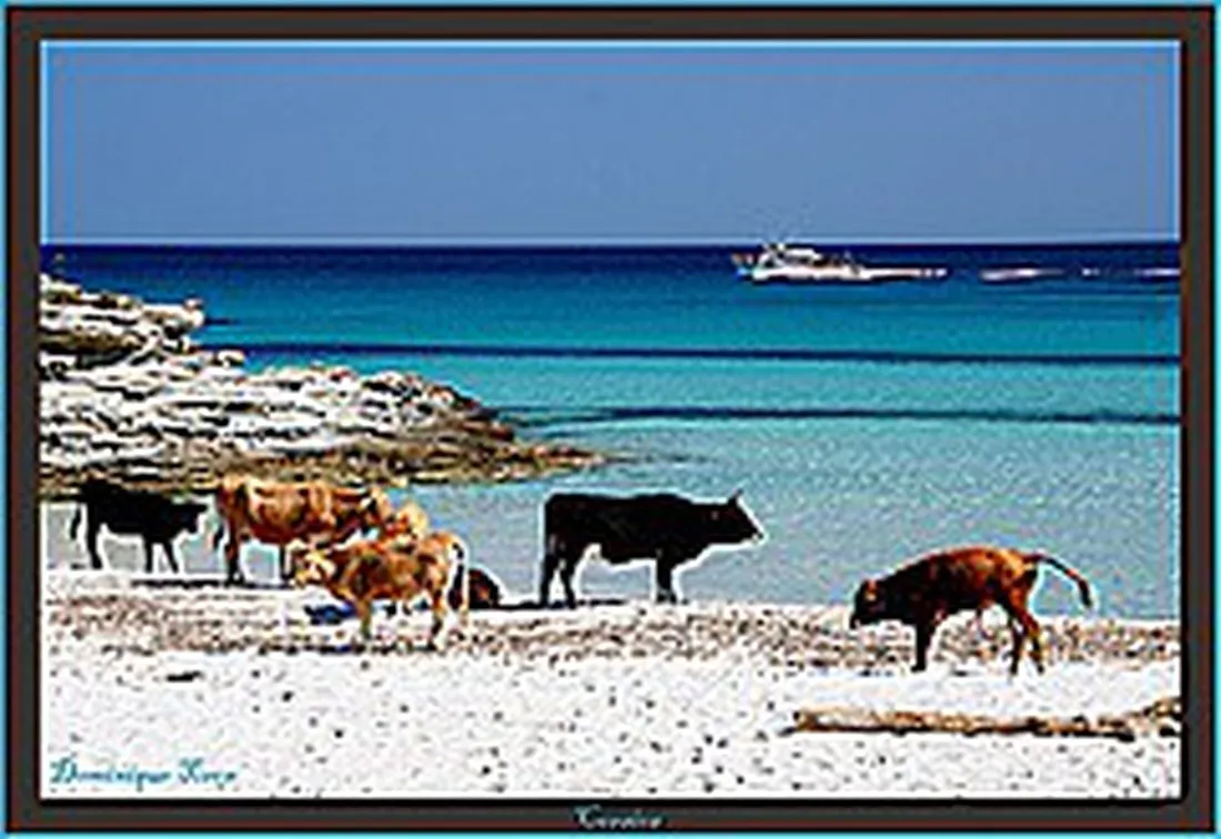 camping-clos-des-chenes-belgodere-vre5g