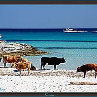 camping-clos-des-chenes-belgodere-vre5g