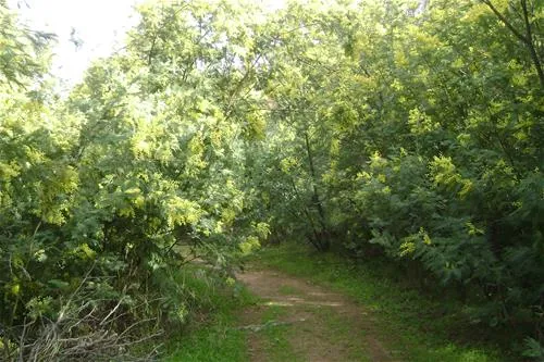 camping-municipal-al-comu-llauro-xghg2