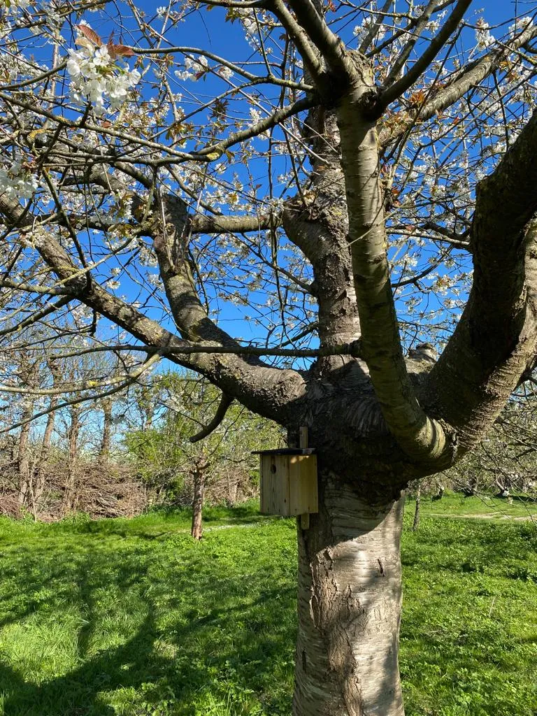 camping-in-het-fruit-zuidoostbeemster-2iurh