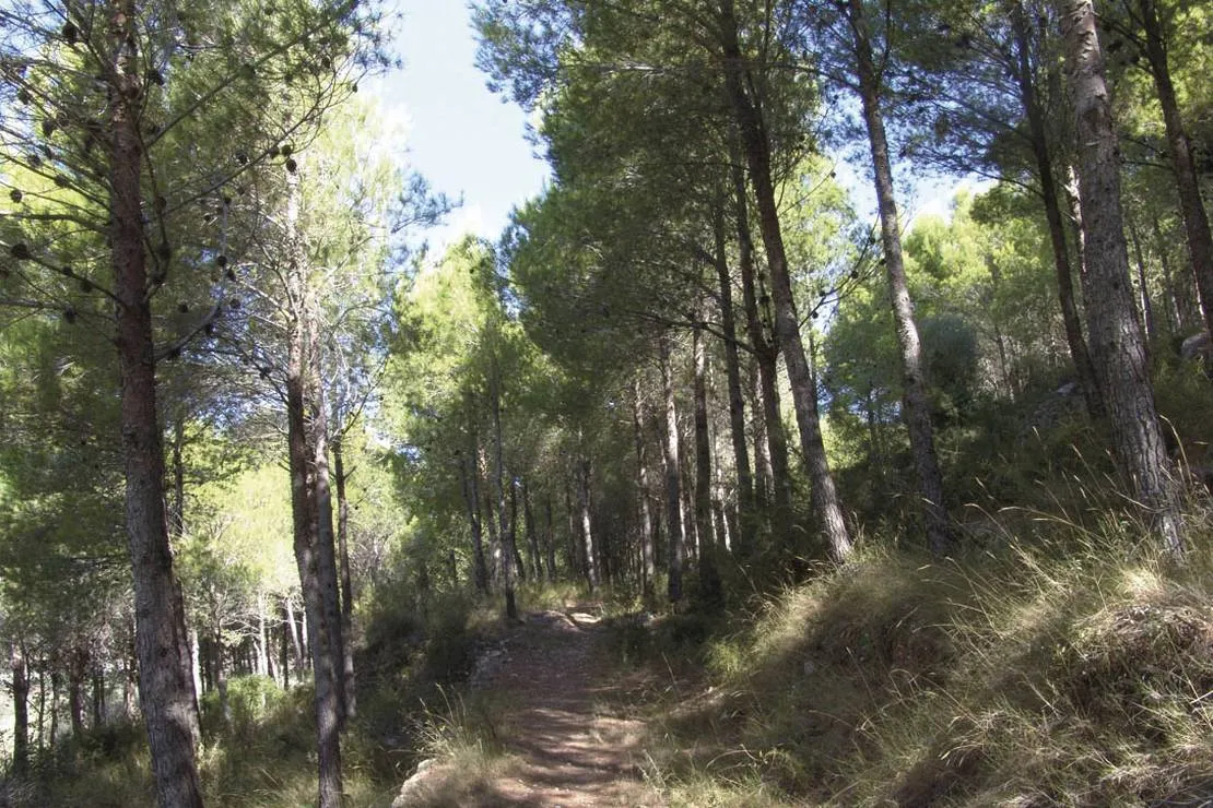 los-olivos-camping-park-alcala-de-xivert-znovo