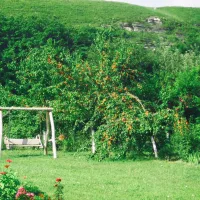 camping-vila-roz-trebujeni-village-0vibo