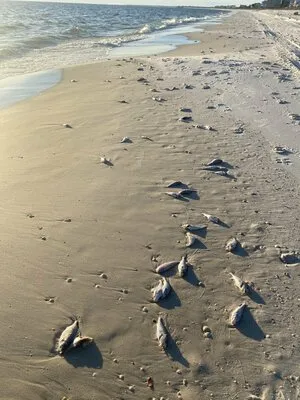 el-governor-rv-park-mexico-beach-shmsh