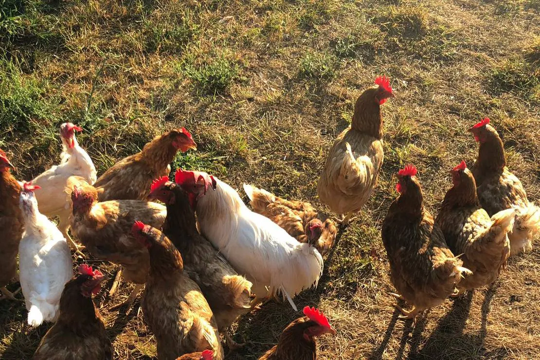 agape-farm-camp-ljesevici-villagetivat-iomsj