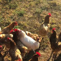 agape-farm-camp-ljesevici-villagetivat-iomsj