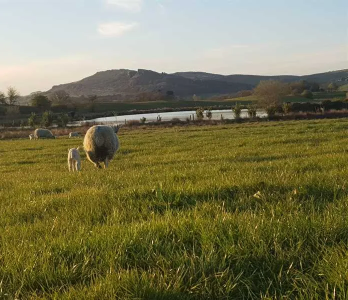 brooklyn-grange-farm-leek-mnmpo