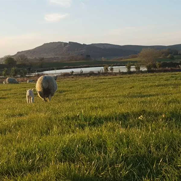 brooklyn-grange-farm-leek-mnmpo