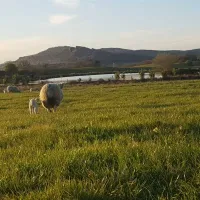 brooklyn-grange-farm-leek-mnmpo