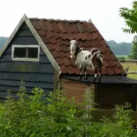 t-trekkersveld-noordwolde-202sx