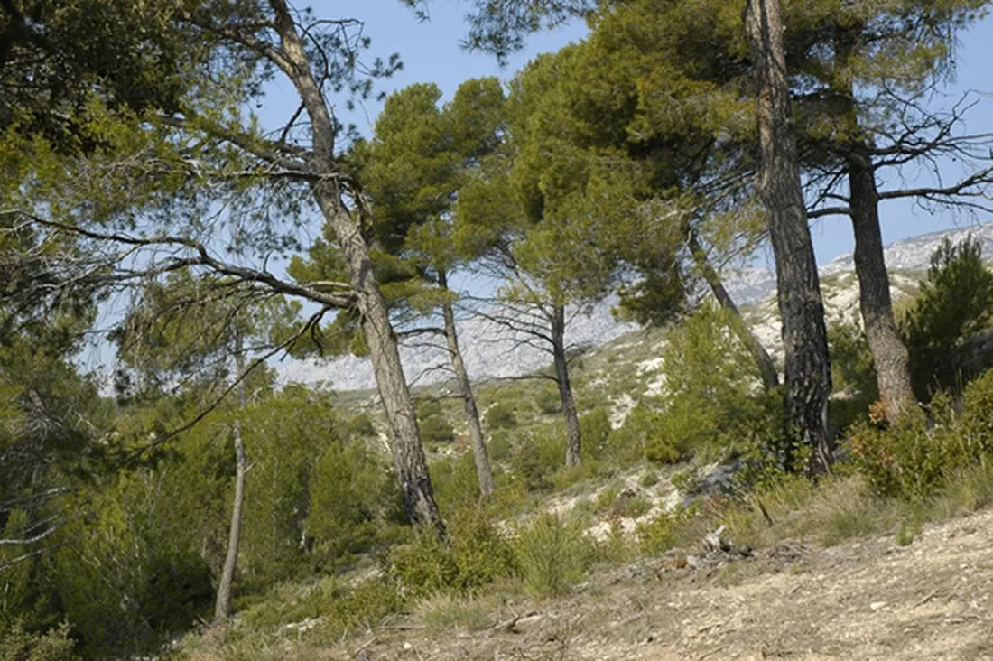 municipal-le-cezanne-chateauneuf-le-rouge-ubjqa