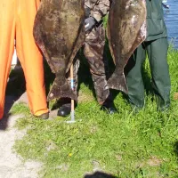 skjaergardscamping-rorvik-nxfvf