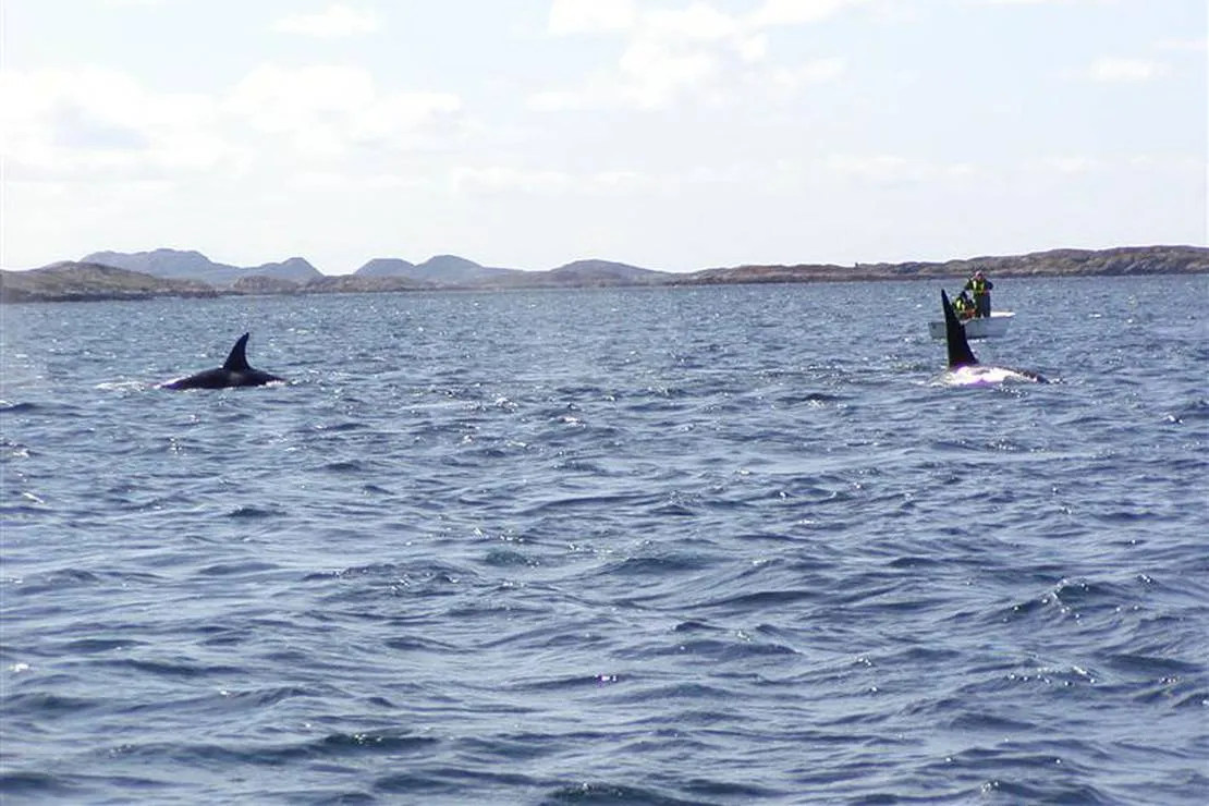 skjaergardscamping-rorvik-y3vgo