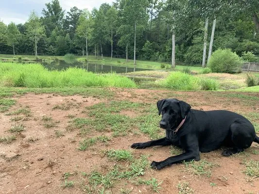 four-paws-kingdom-rutherfordton-s0co5