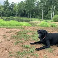 Four Paws Kingdom