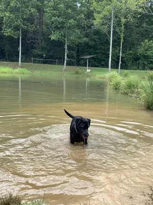 four-paws-kingdom-rutherfordton-x8kyg