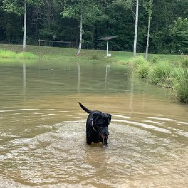 four-paws-kingdom-rutherfordton-x8kyg