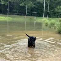 four-paws-kingdom-rutherfordton-x8kyg