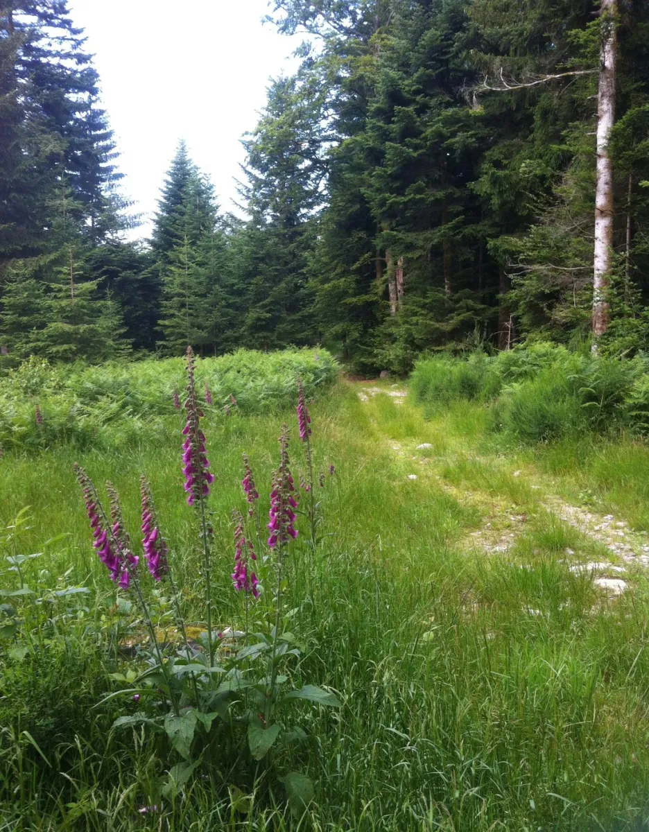 gademont-plage-granges-sur-vologne-vosges-7uaw0