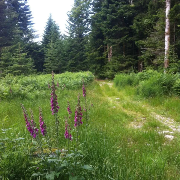 gademont-plage-granges-sur-vologne-vosges-7uaw0