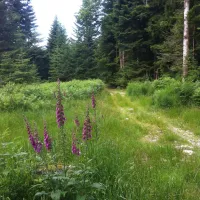 gademont-plage-granges-sur-vologne-vosges-7uaw0