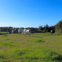tarka-trail-camping-barnstaple-wncn6