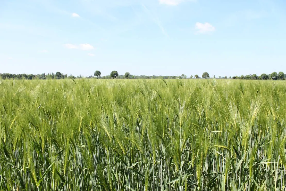 campingplatz-grosse-heide-olfen-vinnum-xvhqh