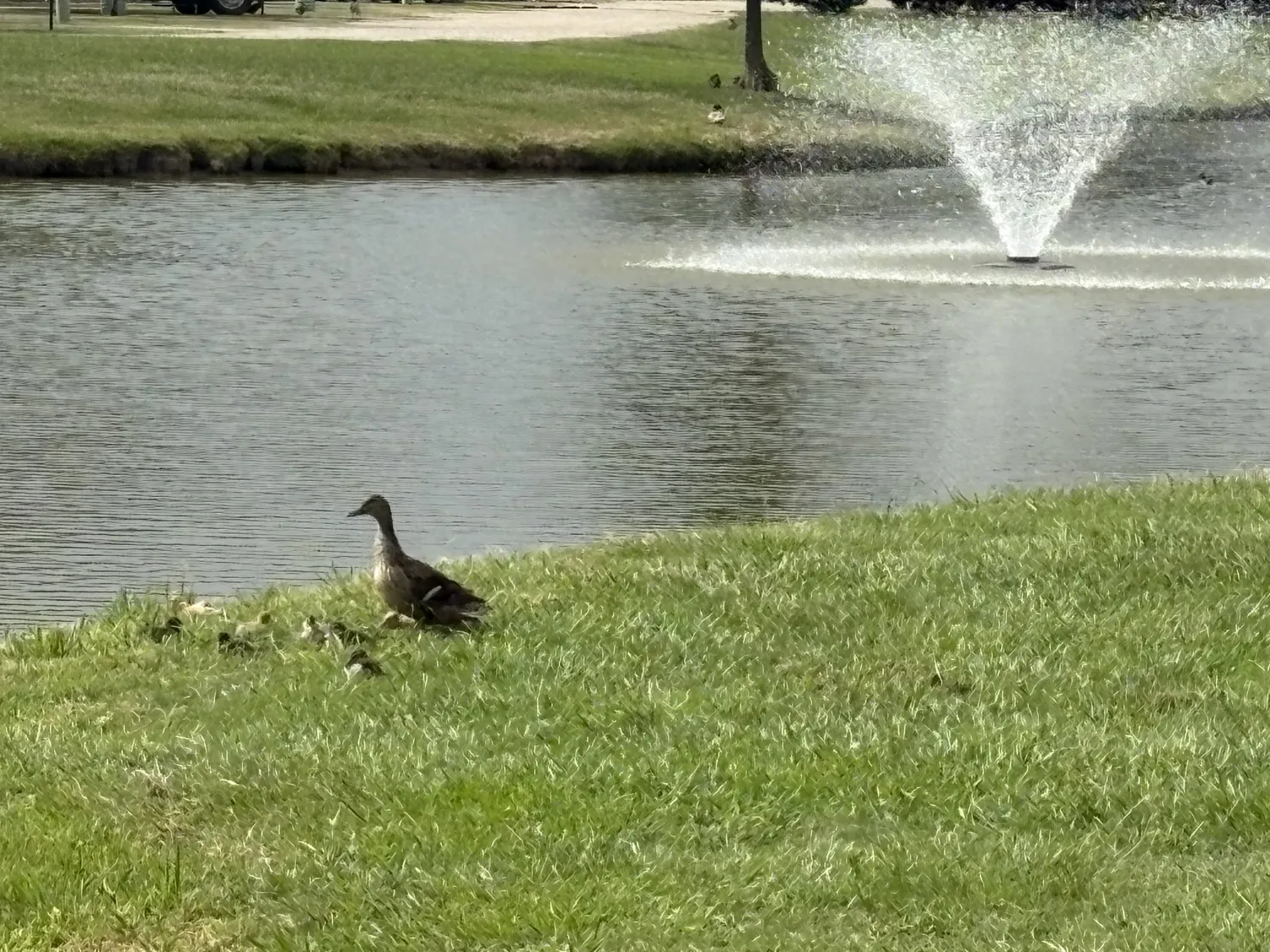 Duck family