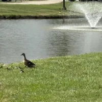 Duck family