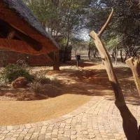 sondela-moselesele-tent-camp-bela-bela-waterberg-du9mt