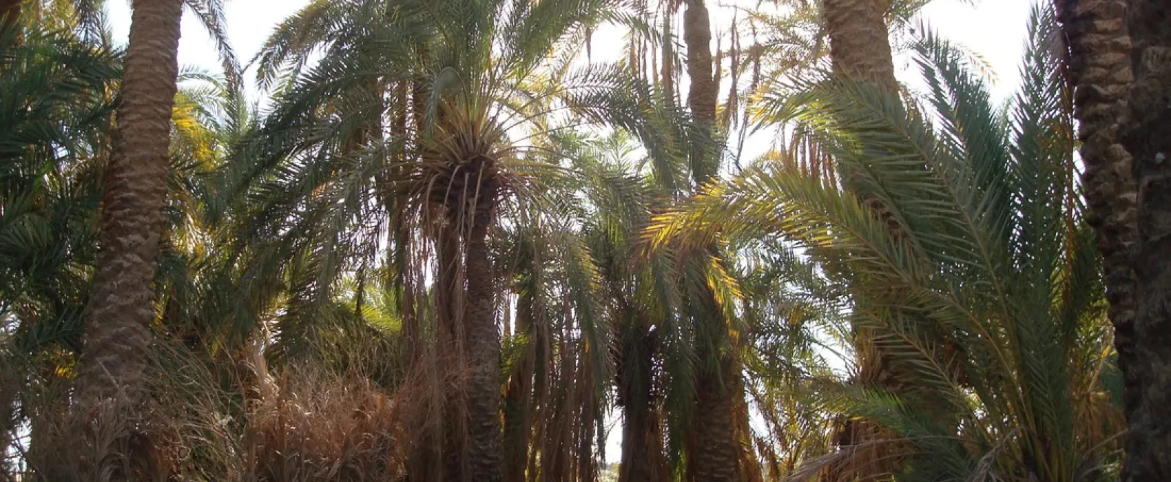 Eden Garden Camp