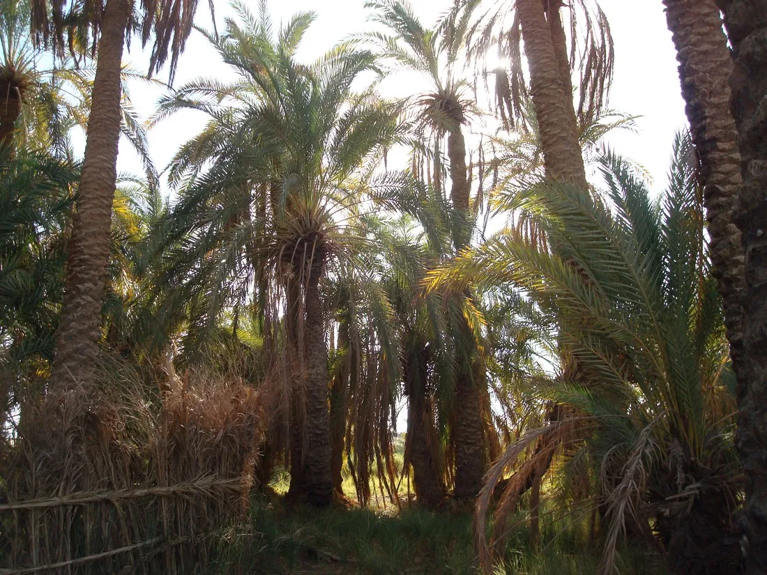eden-garden-camp-bahariya-drg6b