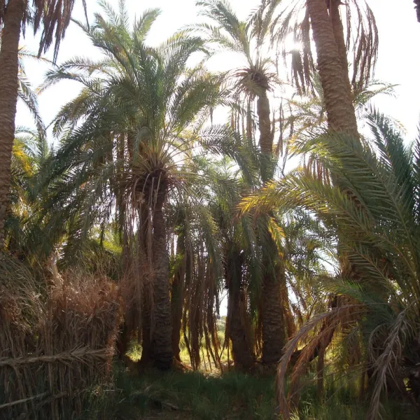 eden-garden-camp-bahariya-drg6b