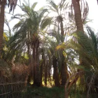 eden-garden-camp-bahariya-drg6b