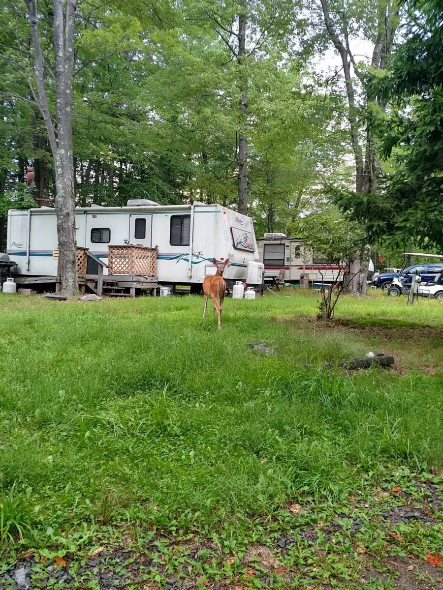 secluded-acres-campground-lake-ariel-dz3rx
