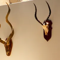 addo-african-home-addo-9rfyo