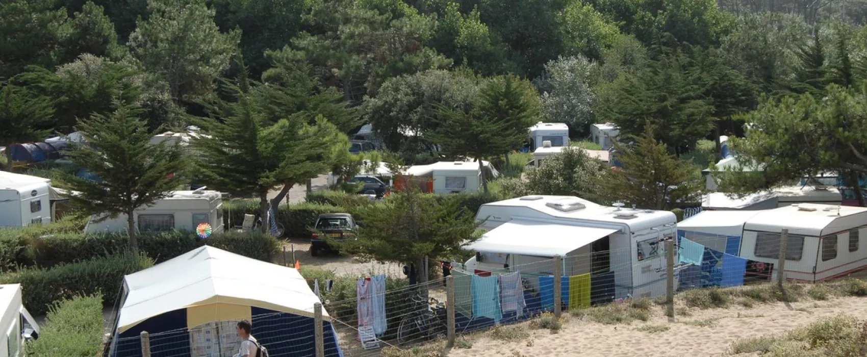 Les Cyprès