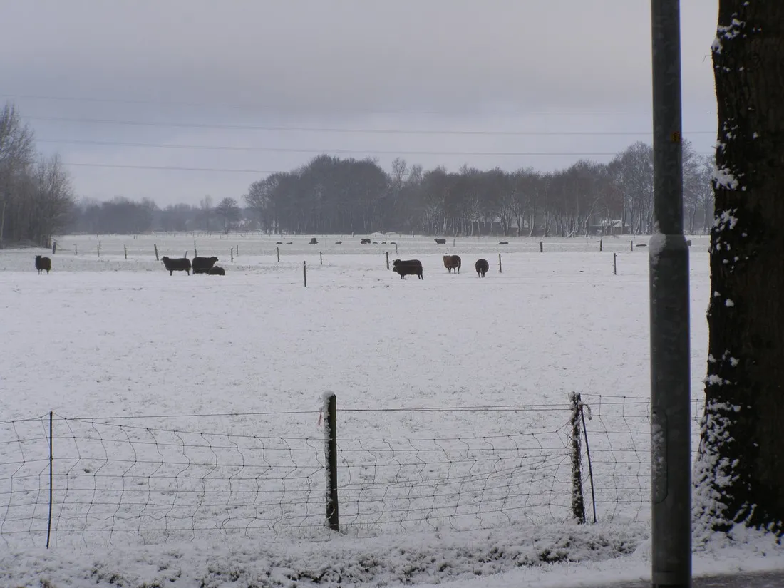 the-white-horse-hulshorst-beye0