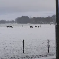 the-white-horse-hulshorst-beye0