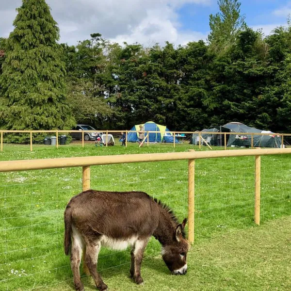 laurel-park-campsite-gedney-broadgate-xamf6