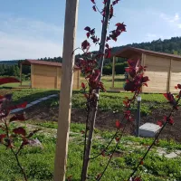 camping-glamping-the-sunrise-hill-pivka-pivka-gp6ci