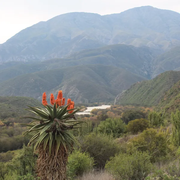 die-dam-river-camp-matjiesvlei-calitzdorp-nzgus