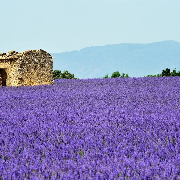 domaine-naturiste-du-petit-arlane-valensole-2qvnm