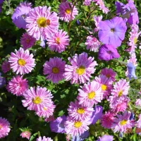 sunny-paradise-campsite-petrich-blagoevgrad-f1p43