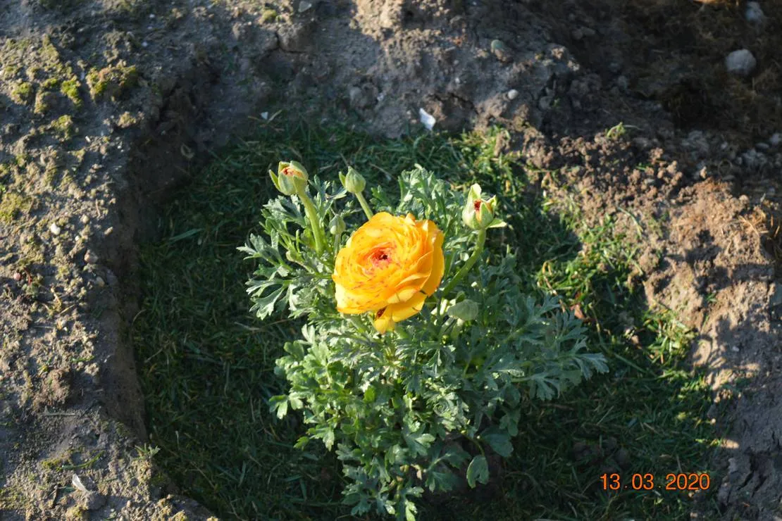 sunny-paradise-campsite-petrich-blagoevgrad-wfdb7