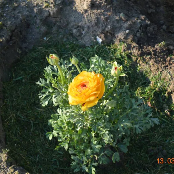 sunny-paradise-campsite-petrich-blagoevgrad-wfdb7