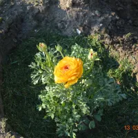 sunny-paradise-campsite-petrich-blagoevgrad-wfdb7
